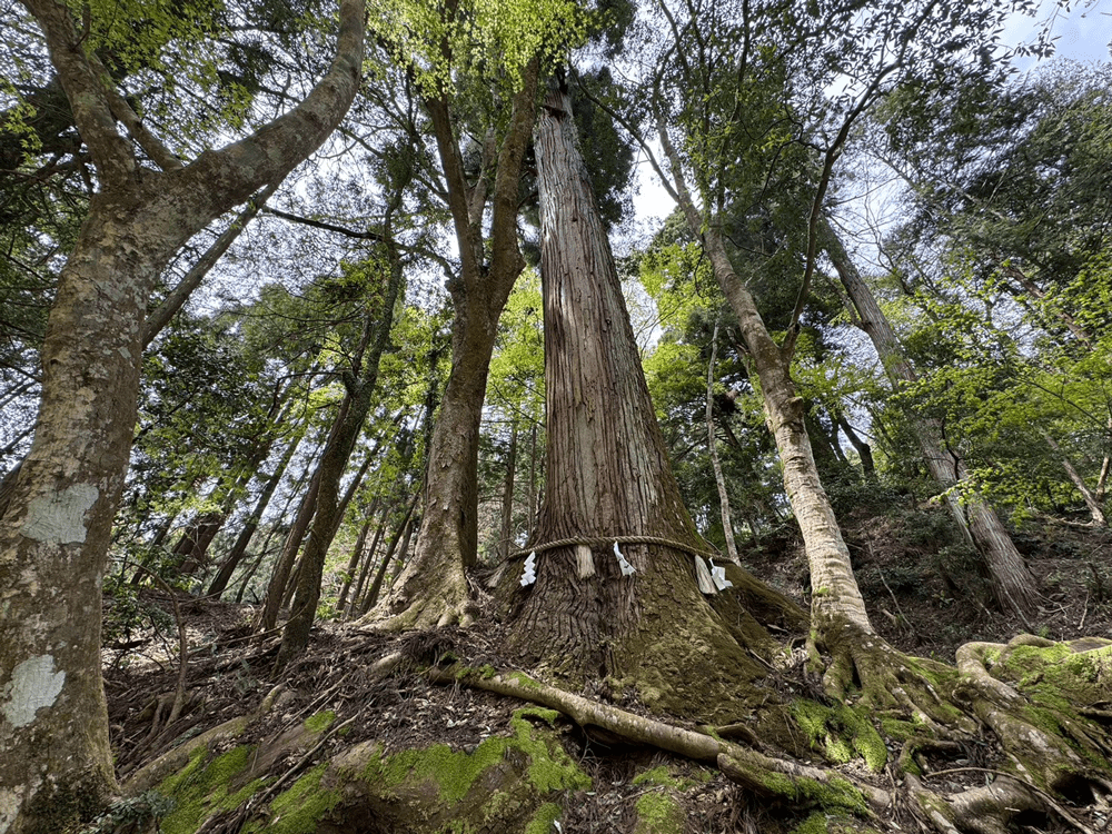 相生の杉　御神木