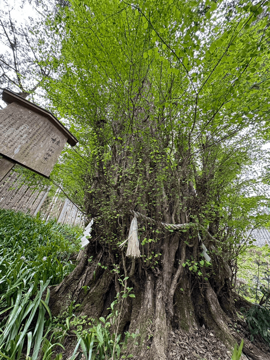 貴船神社結社　桂(御神木）