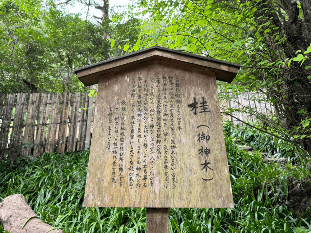 貴船神社結社　桂(御神木）