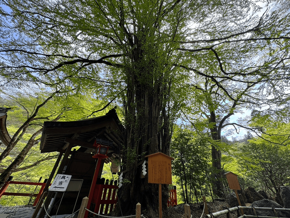 貴船神社本宮　御神木