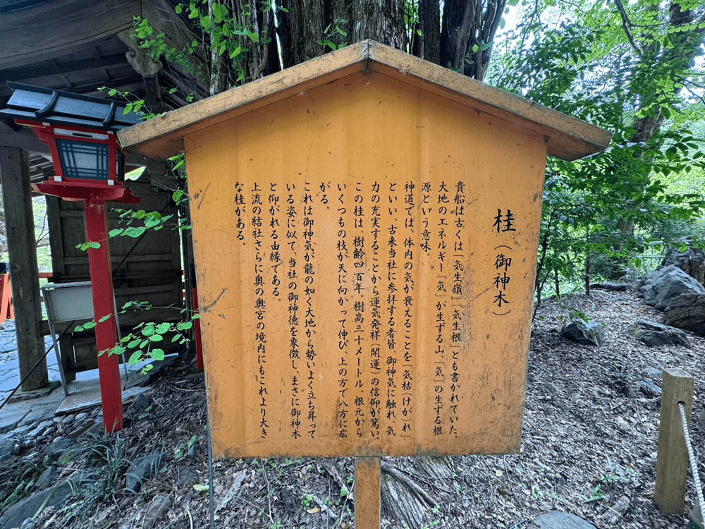 貴船神社本宮　御神木　案内