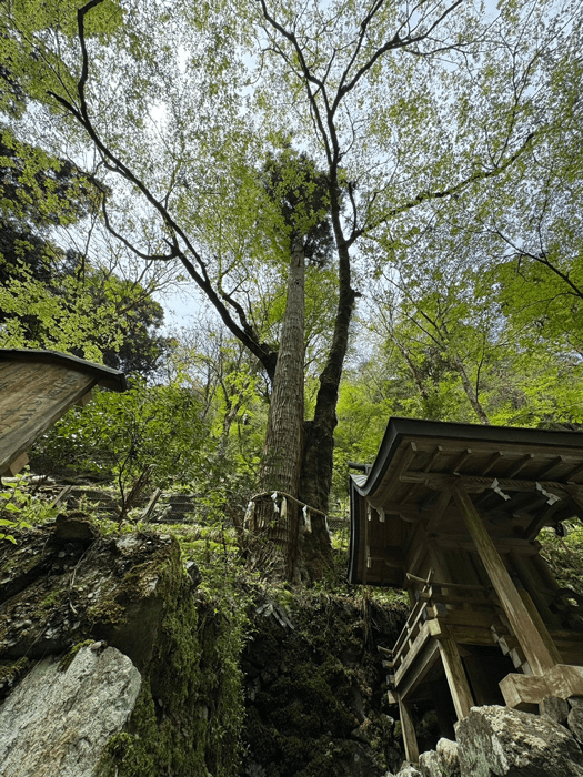 貴船神社奥宮　連理の杉