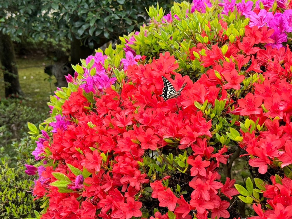 随心院　アゲハ蝶