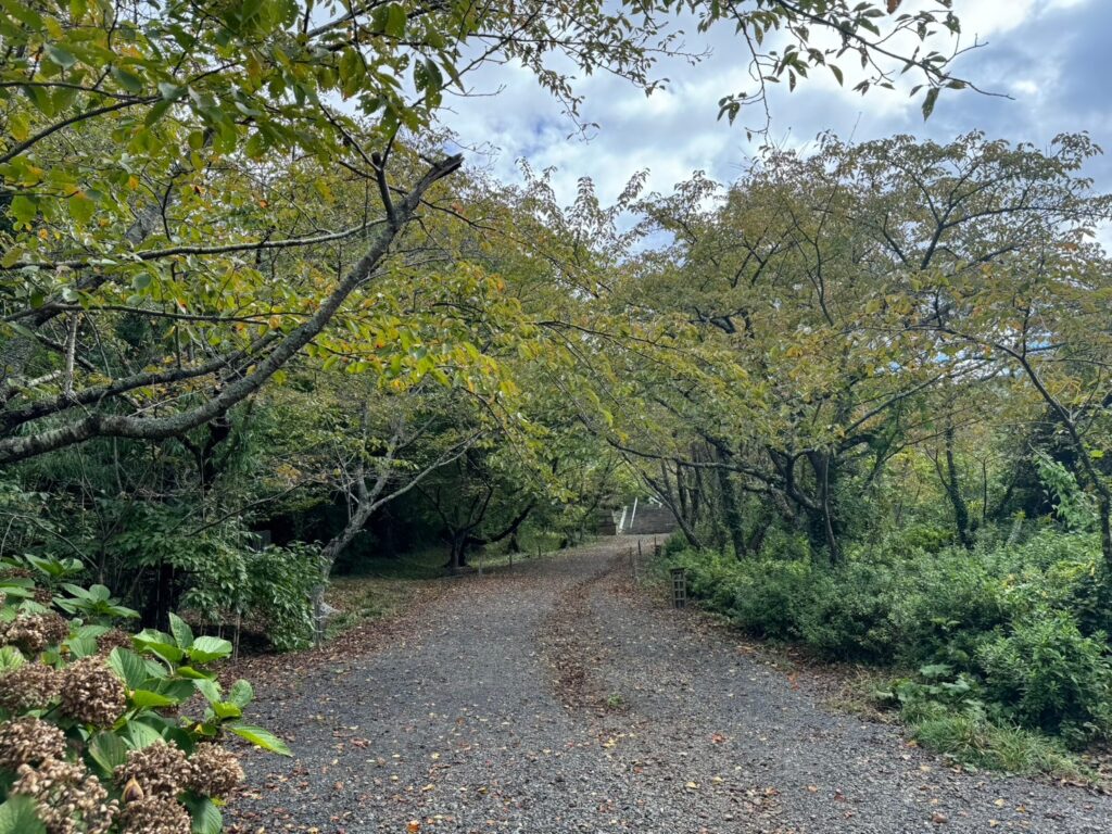 隠岐神社の参道-1